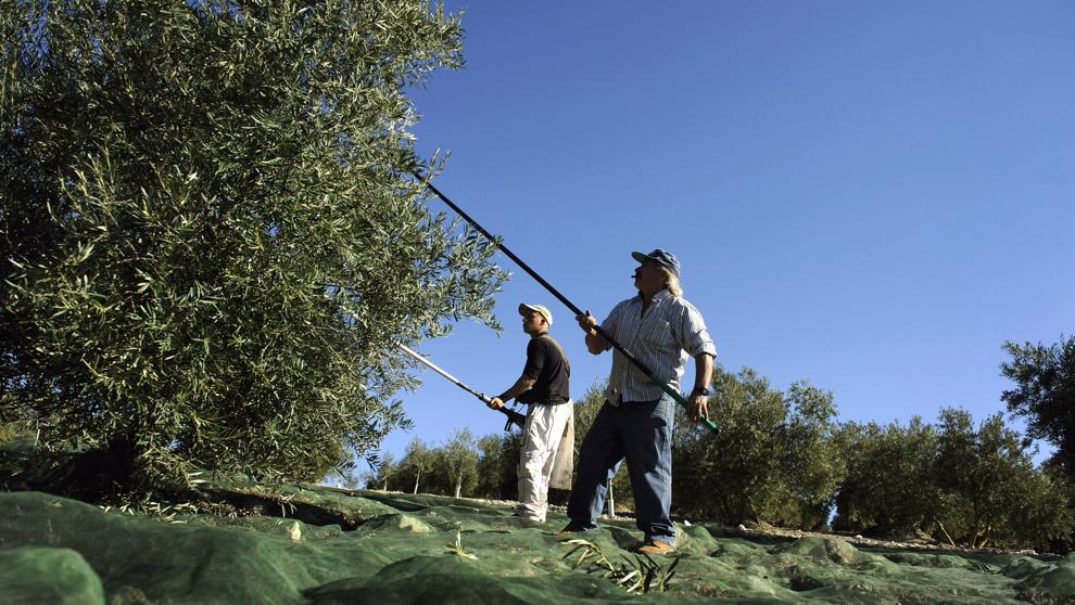 Organizaciones agrarias constatan que los precios del aceite de oliva en origen han caído un 30%