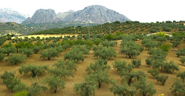 Andalucía aporta el 76% a la producción de aceite de oliva del total de España y el 29% del volumen mundial de este alimento