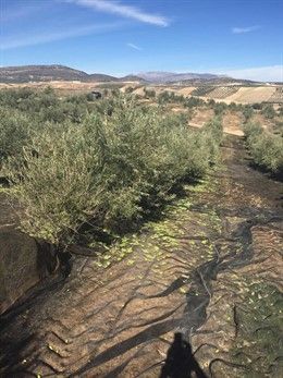 Las exportaciones de aceite de oliva español marcarán nuevo récord cuando se cierre la campaña de comercialización 18-19