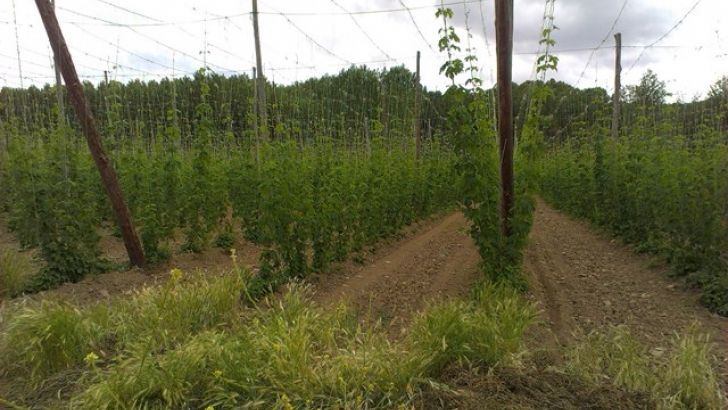 El Ministerio de Agricultura aprueba la normativa para la regulación del sector del lúpulo y la concesión de ayudas estatales