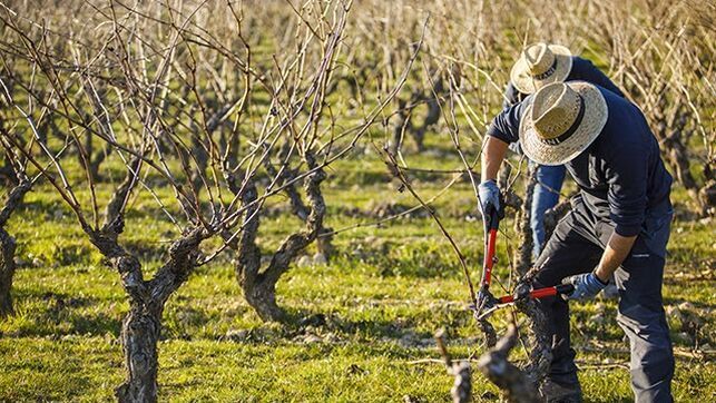 El vino de Rioja afronta nubarrones por el Brexit, el cambio climático y el divorcio de las bodegas vascas