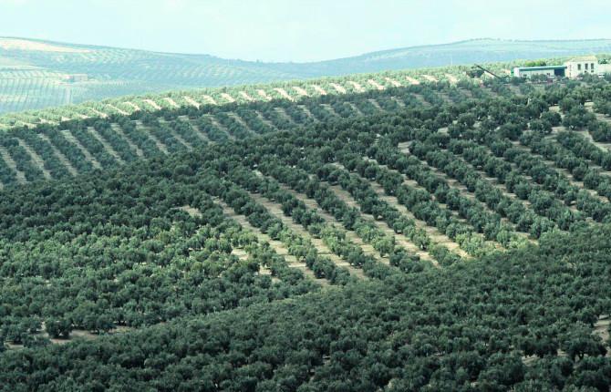 Las amenazas y retos del aceite