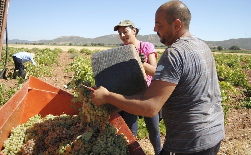España se prepara para una vendimia «media», con permiso del calor de agosto