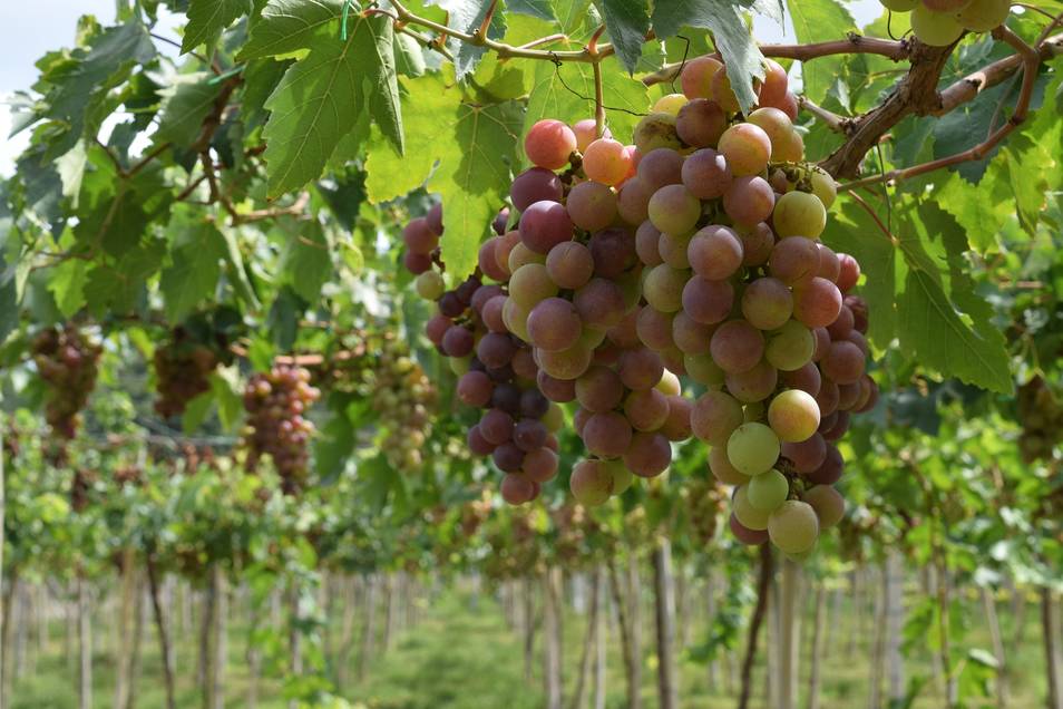 España es el país con más viñedos del mundo, pero el cuarto productor