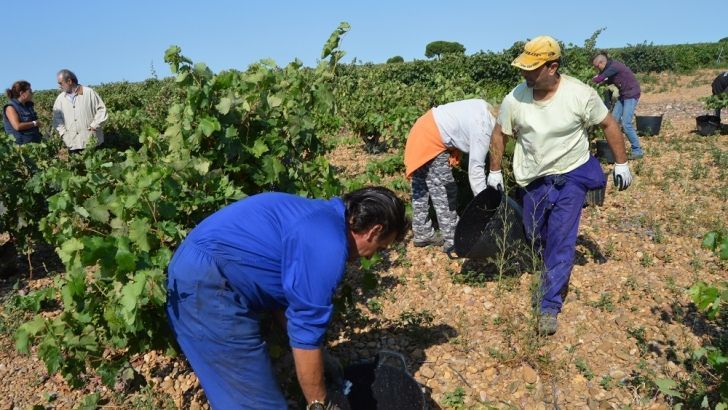 UPA advierte de una vendimia complicada en Castilla La Mancha al tener las bodegas mucho vino sin vender