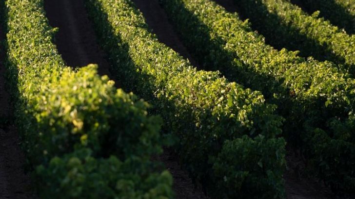 La producción mundial de vino se estima en 292 millones de hl y el consumo mundial , en 242 millones hl
