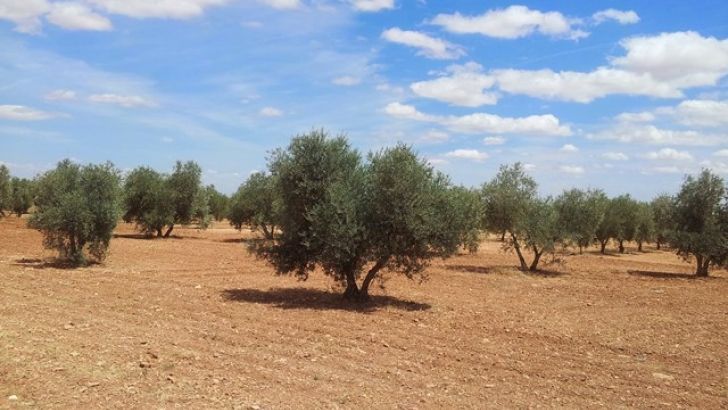 Grupo Interóleo confirma que una adecuada gestión de las disponibilidades de aceite de oliva permitirá cubrir las necesidades de los mercados en los próximos 15 meses y aumentar el precio