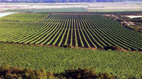 El vino navarro presenta un estado «excepcional» con una producción más moderada que la anterior