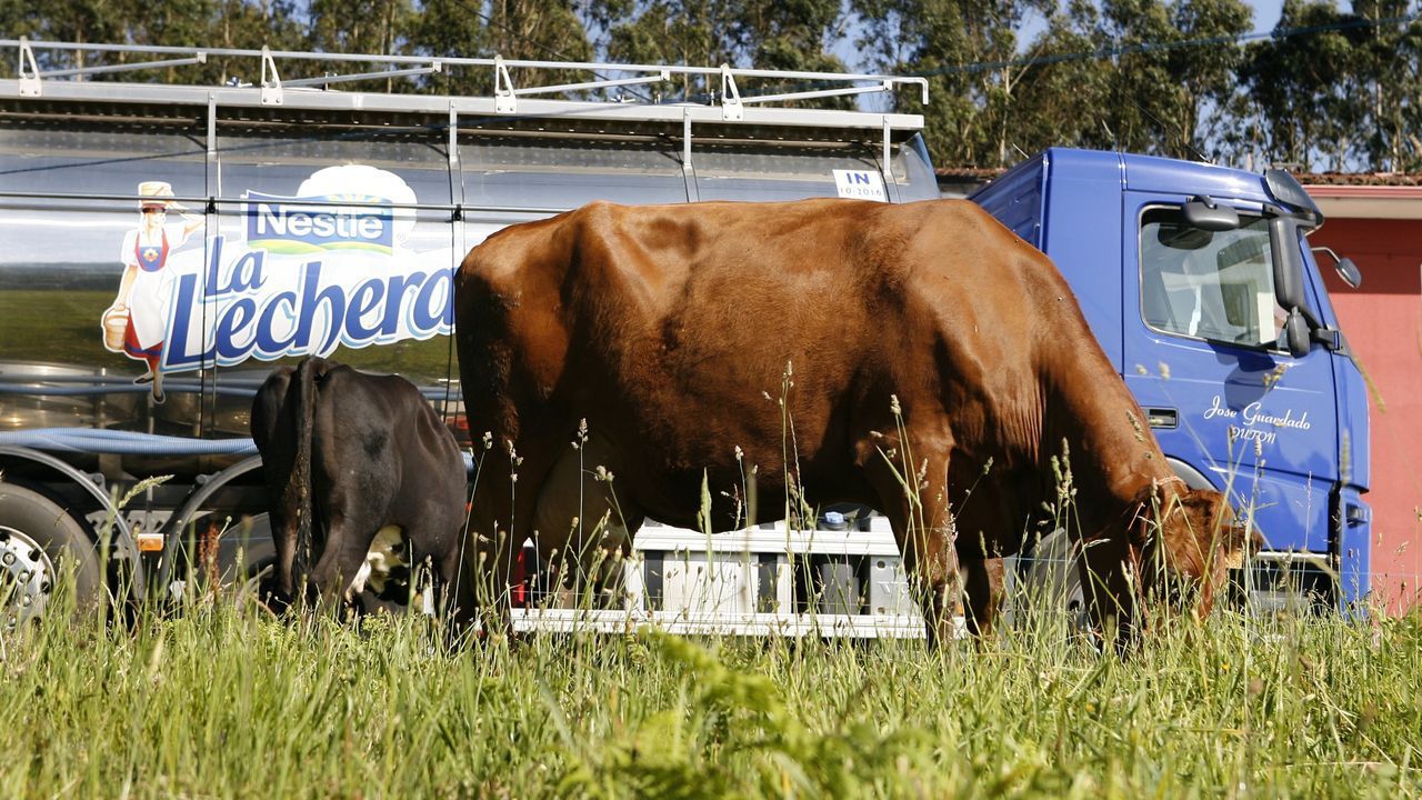 ¿Sabes cuáles son las compañías y cooperativas que controlan el negocio de la leche en elmundo?