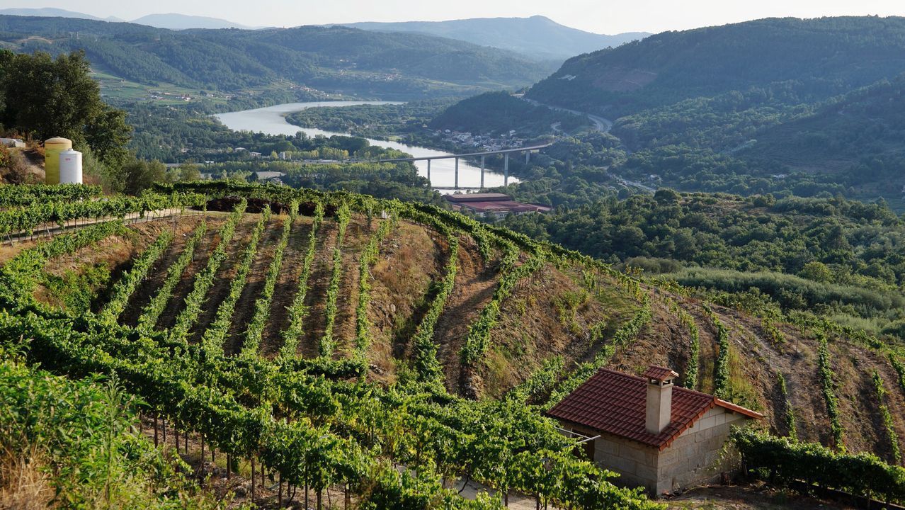 El vino con IXP reivindica su sitio