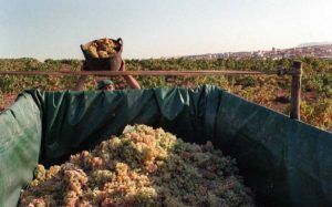 Primer aviso de las empresas: Los bajos precios del vino puede afectar al precio de la uva en la vendimia extremeña