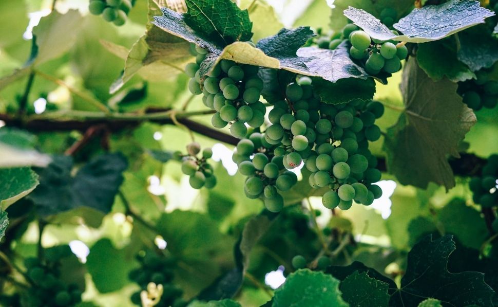 Guerra en el cava: los amos del sector, acusados de especulación