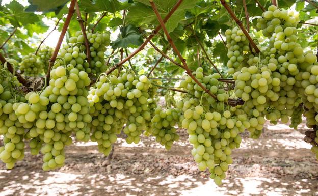 Los productores de uva auguran un encarecimiento del vino regional en la nueva campaña