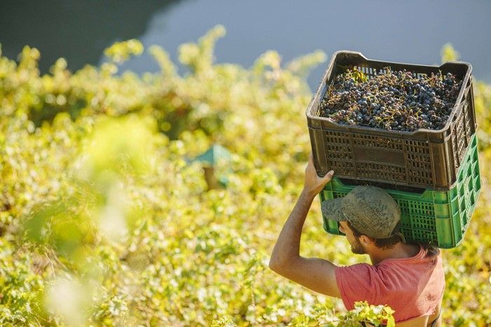 El Ministerio trabaja en una normativa de calidad para la uva de vinificación