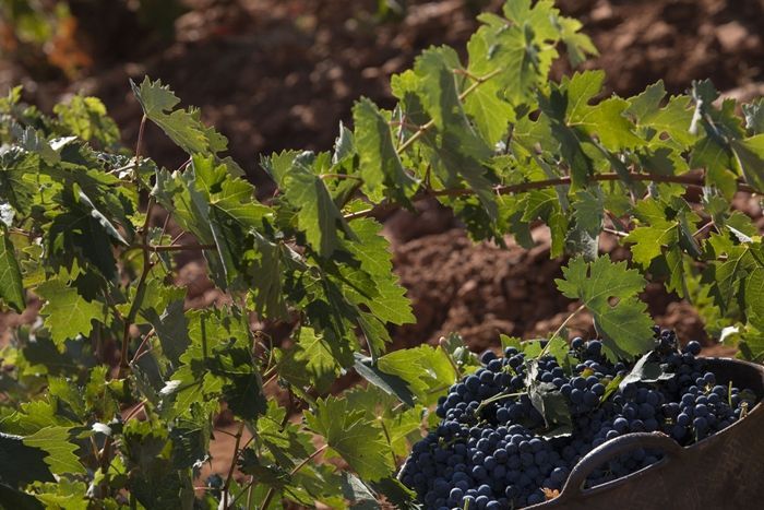 La vendimia de la garnacha tinta en DOP Cebreros se verá afectada por sequía
