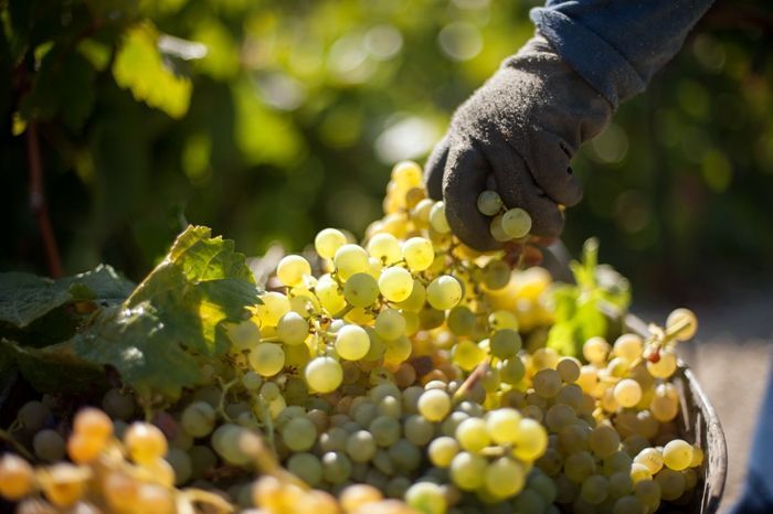 La nueva campaña vitivinícola comienza con altas existencias y bajos precios en los vinos