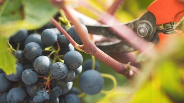 Llega la vendimia: el momento de la verdad para conseguir los mejores vinos