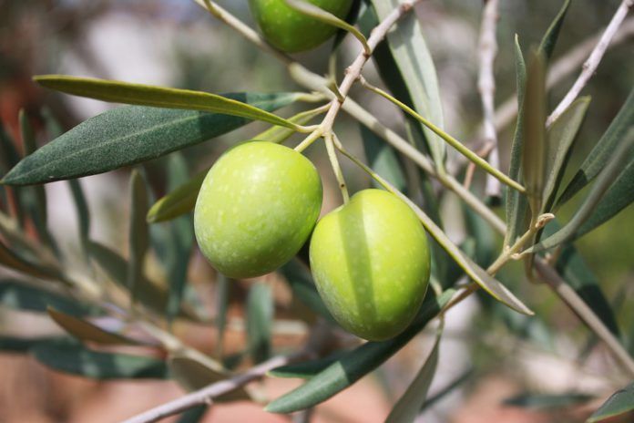 Los precios en origen del aceite de oliva vuelven a bajar