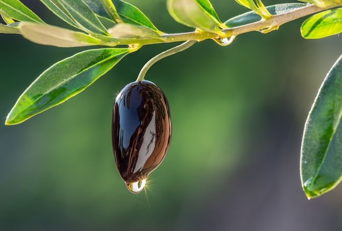 La internacionalización del sector oleícola en España: exportamos aceite de oliva pero también las máquinas para su elaboración
