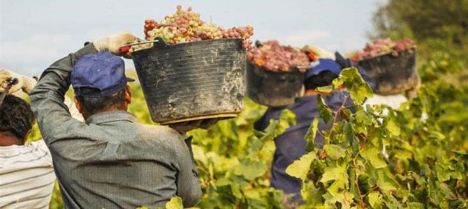 El precio del vino de C-LM, de los más bajos de España