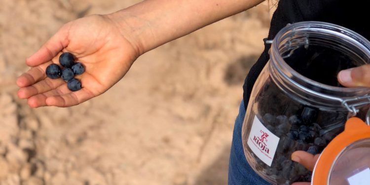 Se mantiene el adelanto generalizado de la vendimia en toda la DOCa Rioja