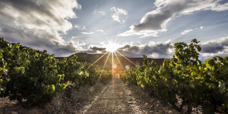 Gobierno aprueba la nueva normativa sobre autorizaciones para plantaciones de viñedo