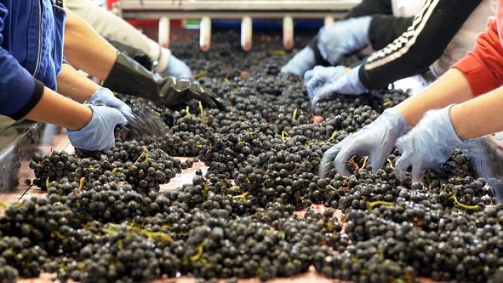 Unió de Pagesos llama a los viticultores al paro ya la movilización contra los bajos precios de la uva y del vino el 5 de septiembre en Sant Sadurní de Noia