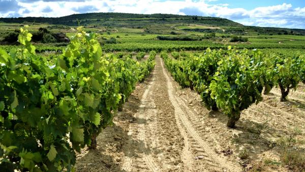 El sector del vino teme ser el más perjudicado por los aranceles de EEUU