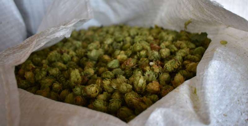 Cerveceras y cultivadores se conjuran para mejorar la producción de lúpulo