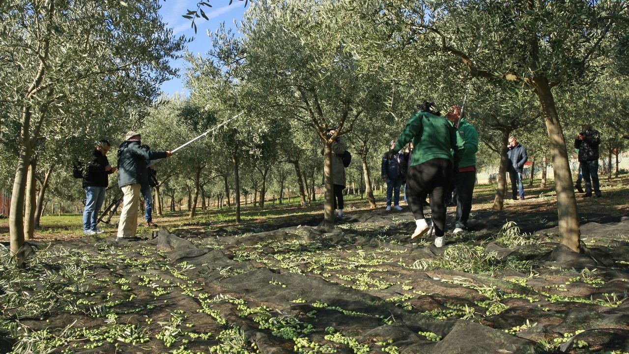 El aceite gallego estrena sello de garantía