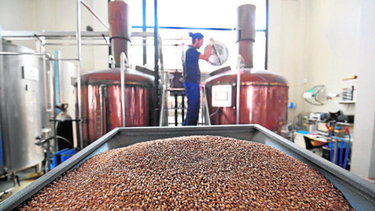 La cebada cervecera se amontona en las naves debido al cierre de los bares