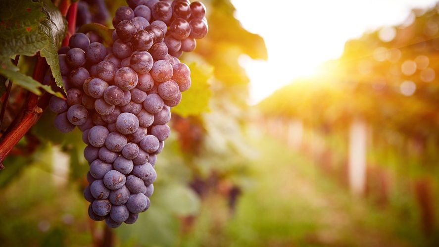 La Ruta del Vino de La Rioja Oriental se consolida como nuevo foco de atracción turística en la DOC