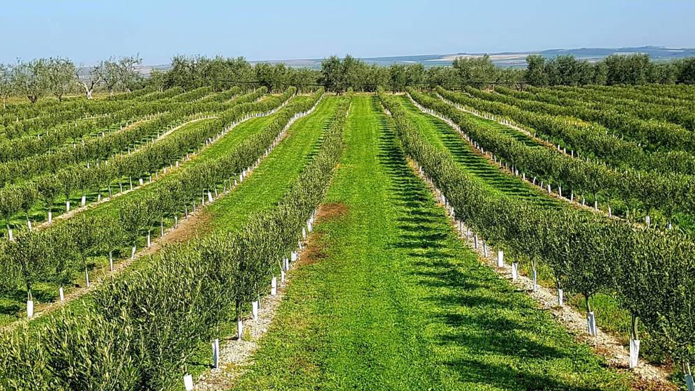 Una empresa catalana desarrolla un olivo que no necesita agua… ni subvenciones