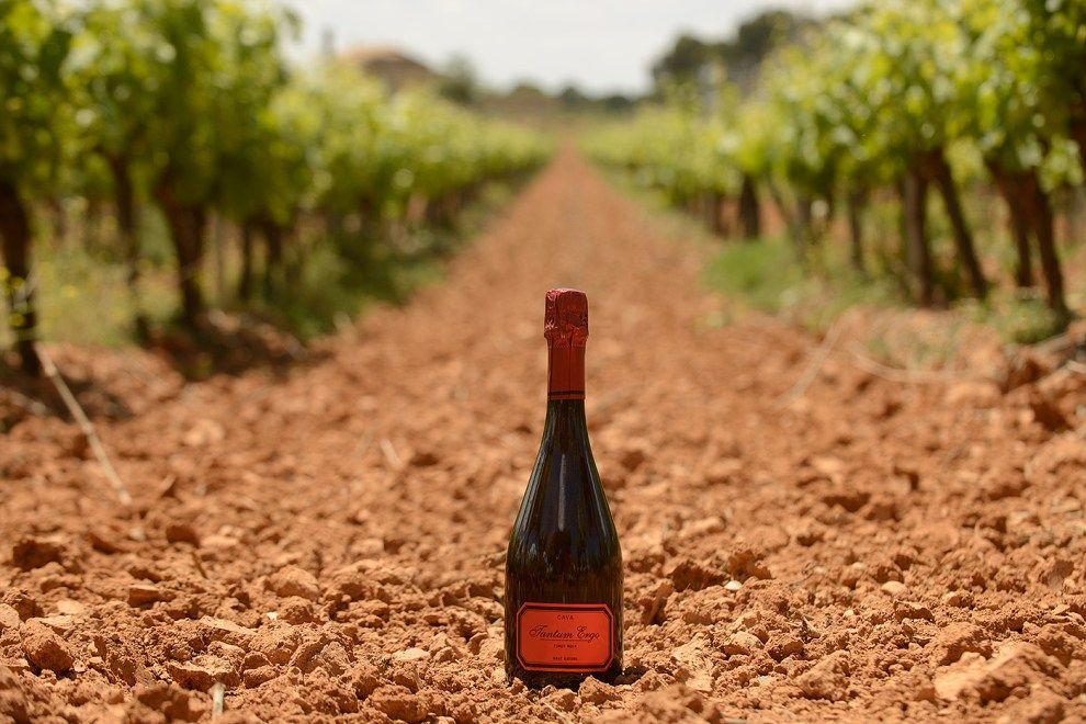La Guía Peñín reconoce por tercer año consecutivo al Tantum Ergo como el mejor Cava Rosado