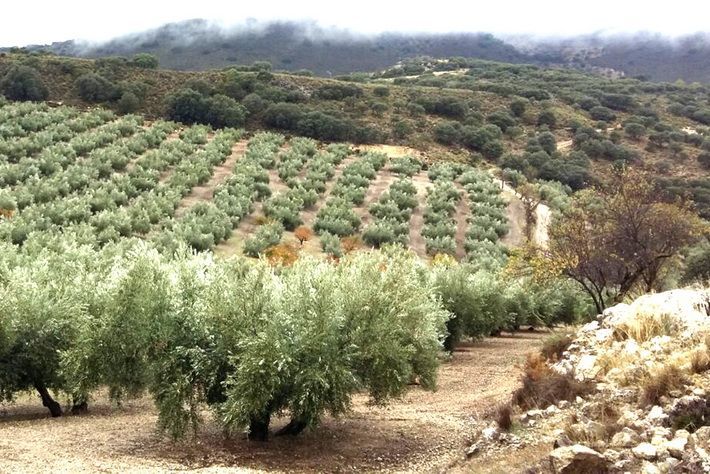 La Junta difunde las amplias posibilidades del aceite de oliva virgen extra andaluz