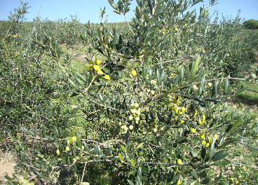 Los dos frentes del aceite de oliva: almacenamiento y precios a la baja