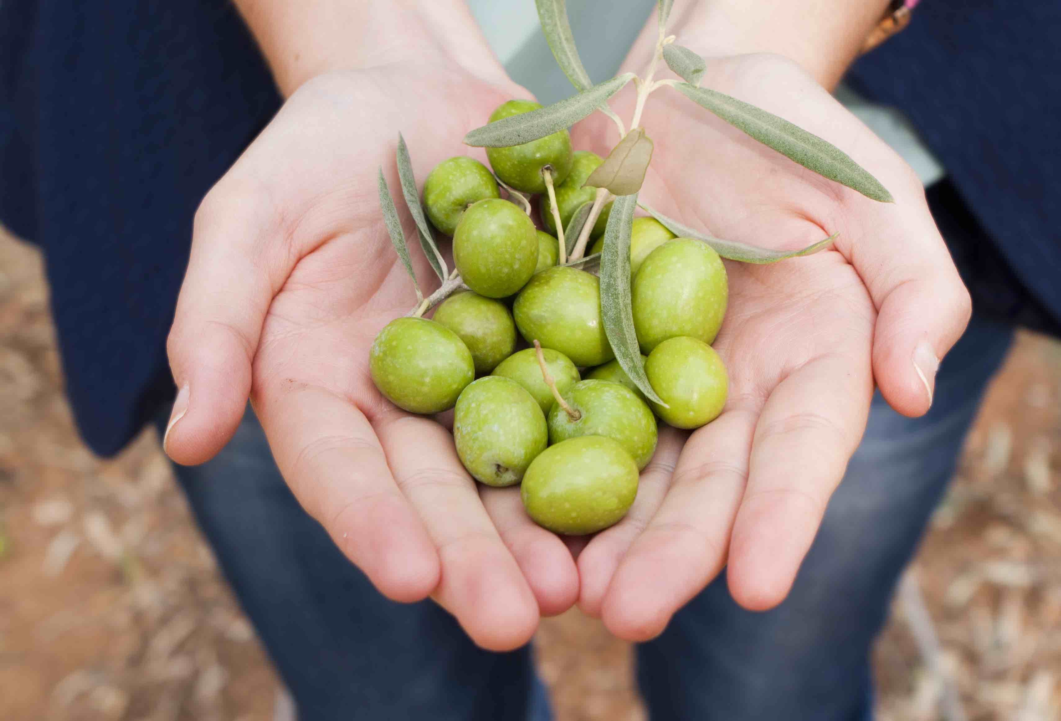 La empresa cordobesa Aceitunas Torrent presenta Oliva Clan, su nueva línea de producto, en Gulfood Dubái 2020