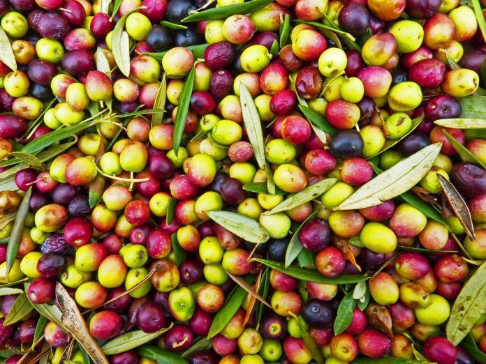 El aceite de oliva se paga en origen un 14% por debajo del año pasado