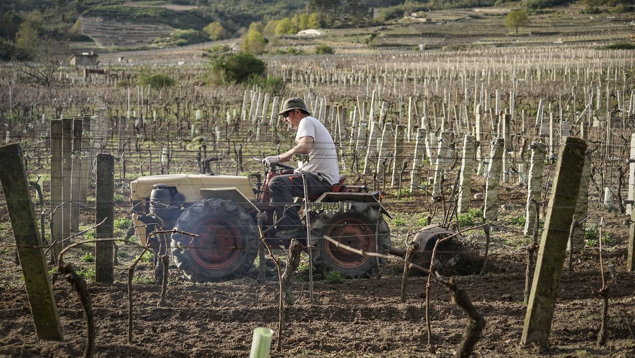 El cierre del sector hostelero deja a las bodegas gallegas sin pedidos