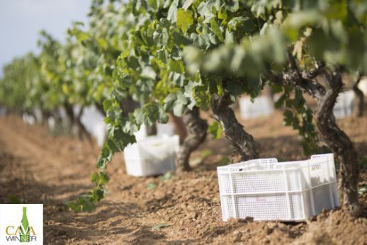 El MAPA sitúa la producción nacional de vino y mosto en 37,73 Mhl en la campaña 2019/20
