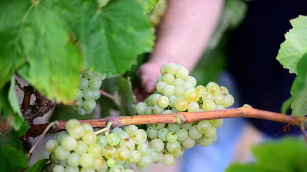 El TSJM tumba la limitación de las viñas destinadas al cava