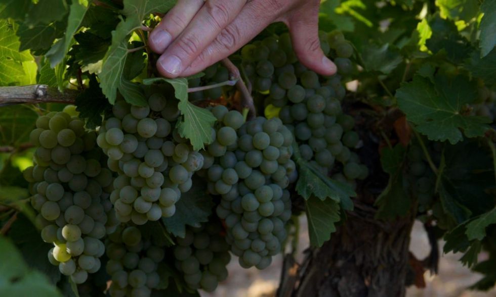 Las bodegas cooperativas de Castilla y León acusan el descenso de ventas en el canal Horeca