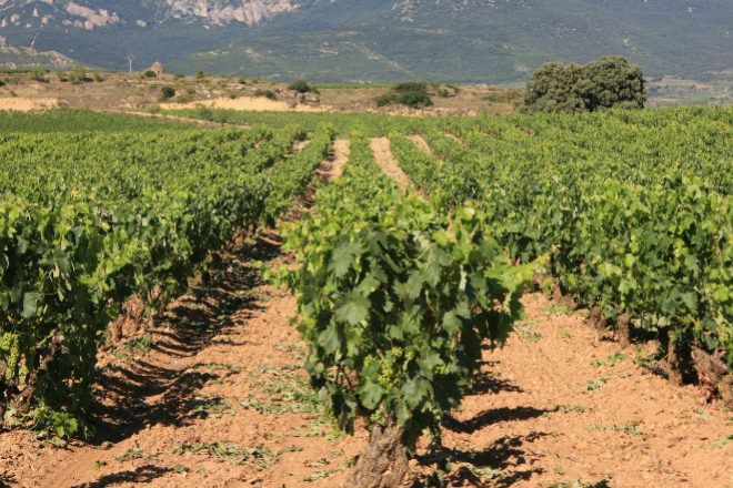 Las bodegas de Rioja ponen su esperanza en la hostelería