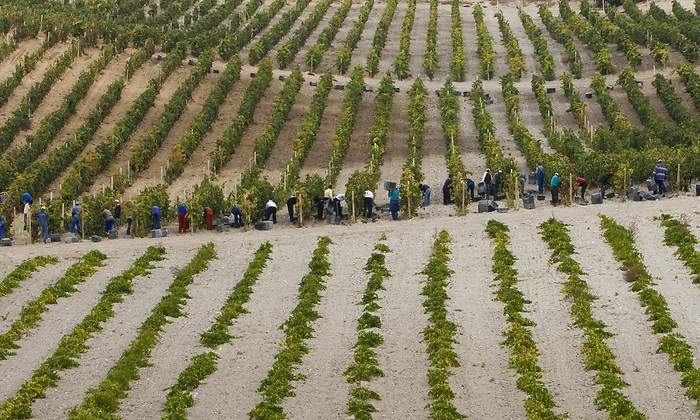 El sector del vino califica de «tibio e insuficiente» el plan de apoyo que prepara el Gobierno