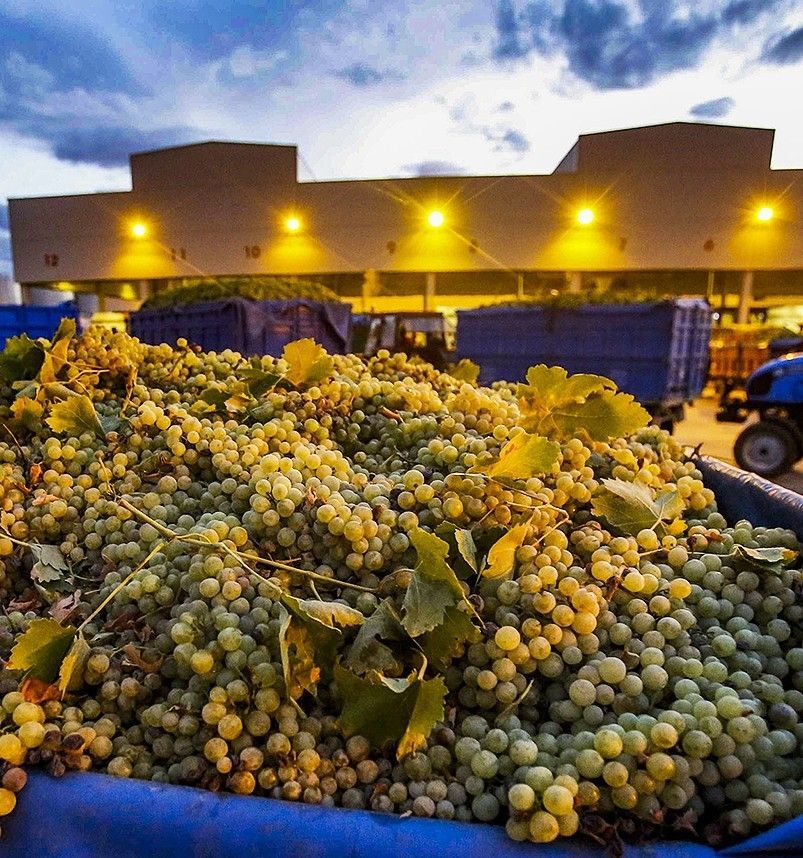 El sector del vino ve insuficiente la destilación de crisis