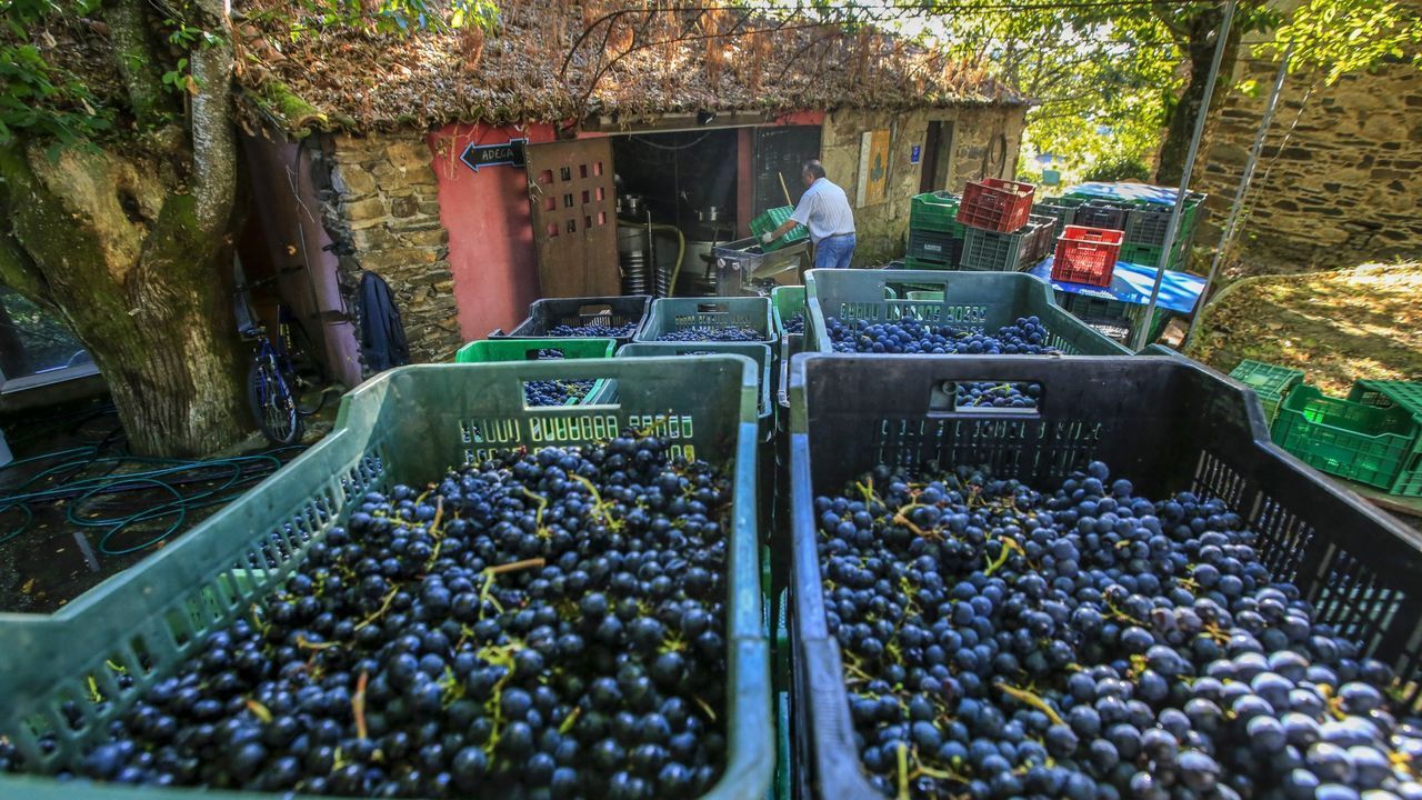 Advierten de que el plan de Agricultura para el vino no vale para pequeñas y medianas bodegas