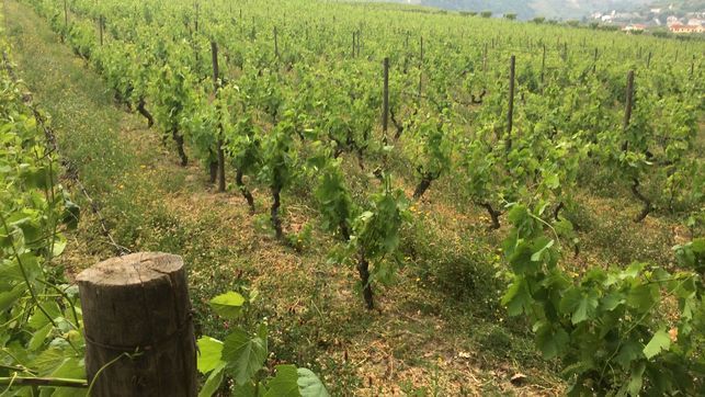 Martínez Arroyo aboga por un «cambio radical» en el sector del vino: disminuir la producción y apostar por calidad