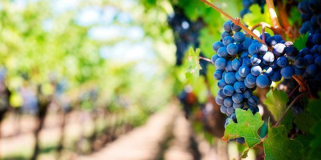 Industria del vino podría perder excelente cosecha por la crisis de la COVID-19