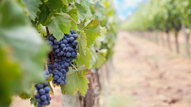 Carnero rechaza la propuesta del Gobierno para el vino porque no garantiza una aplicación equilibrada y deja fuera a CyL
