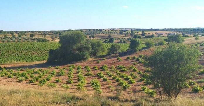 Aprobados 90 millones en ayudas para el sector del vino